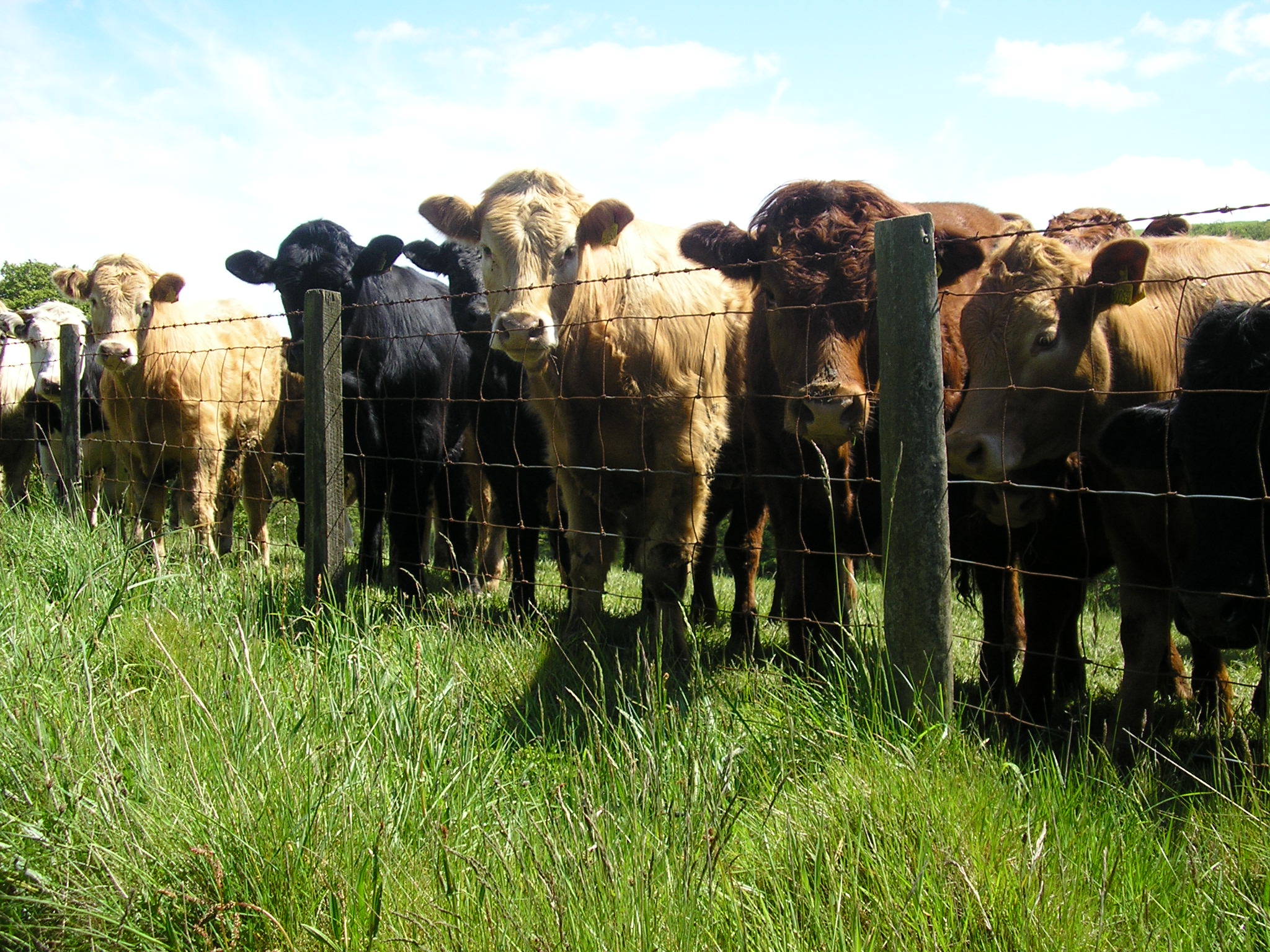 Cattle in field